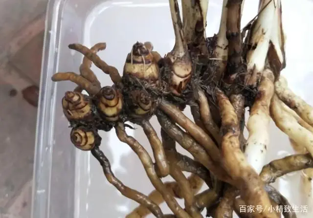 健康精致生活小窍门_健康精致的生活方式让人_生活如何精致