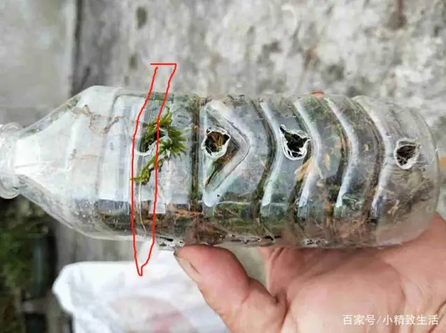 健康精致的生活方式让人_生活如何精致_健康精致生活小窍门