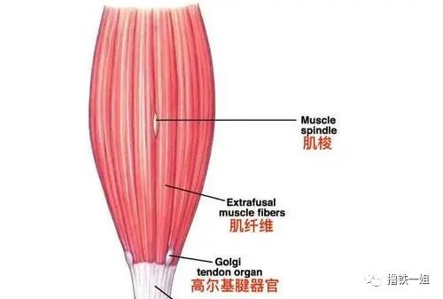 仰卧起坐健身器材视频_器材视频健身坐仰卧起坐教程_仰卧起坐健身器材视频教学