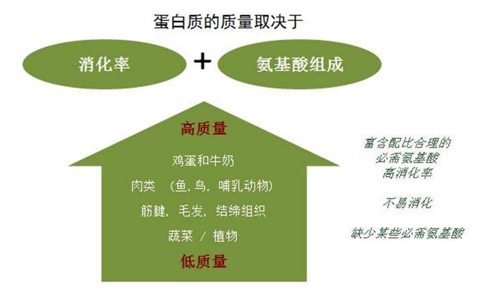 素食者增肌食谱_健身增肌营养素比例_素食增肌餐
