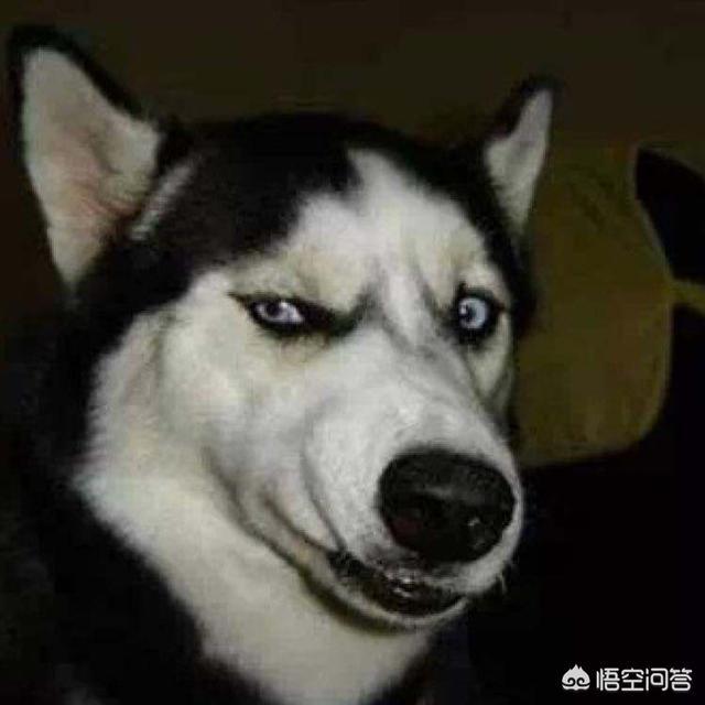 去健身房做哪些运动_房健身运动适合去湿气吗_适合去健身房的运动