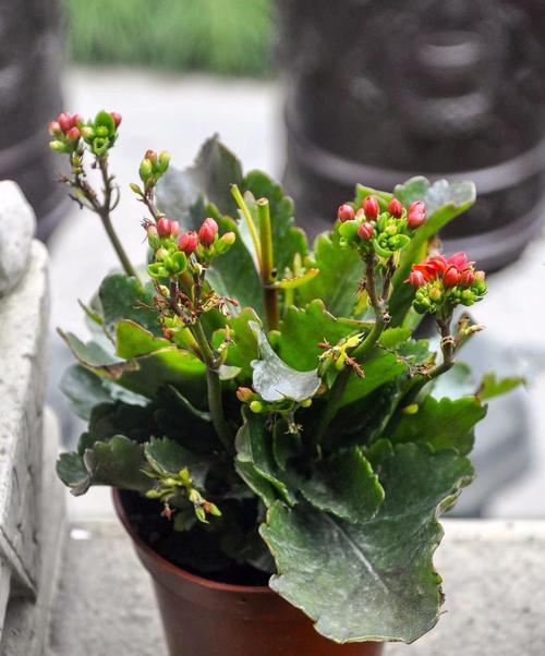 长寿花的花语是什么？如何正确养护长寿花？
