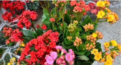 长寿花的花语是什么？如何正确养护长寿花？